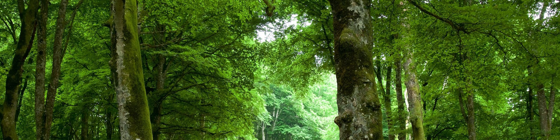 Soriano nel Cimino which includes forest scenes