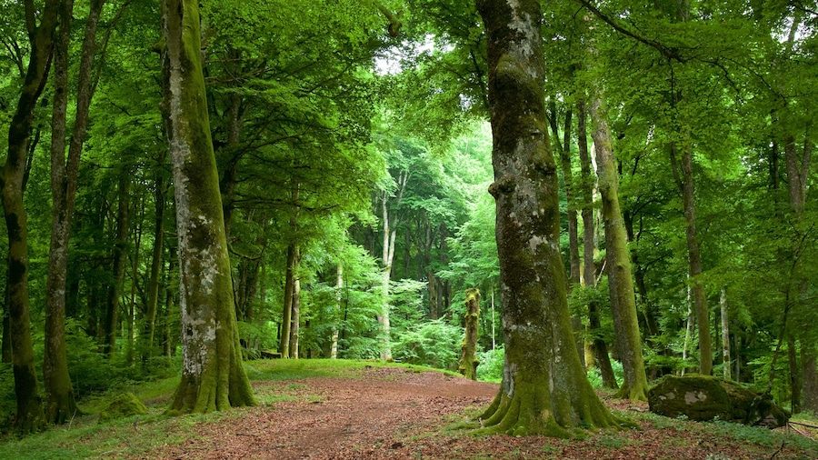 Soriano nel Cimino which includes forest scenes
