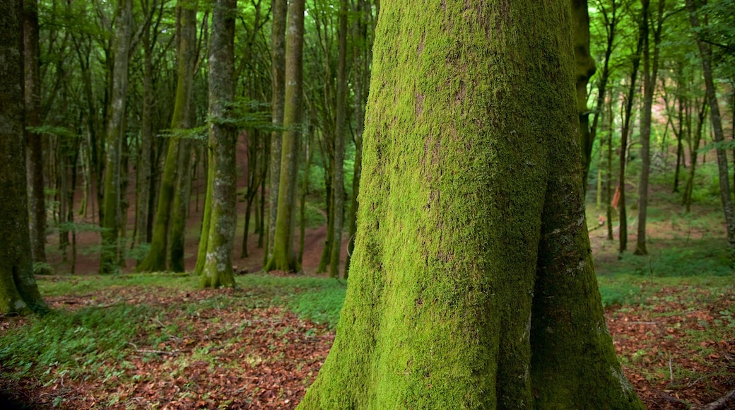 Soriano nel Cimino showing forest scenes