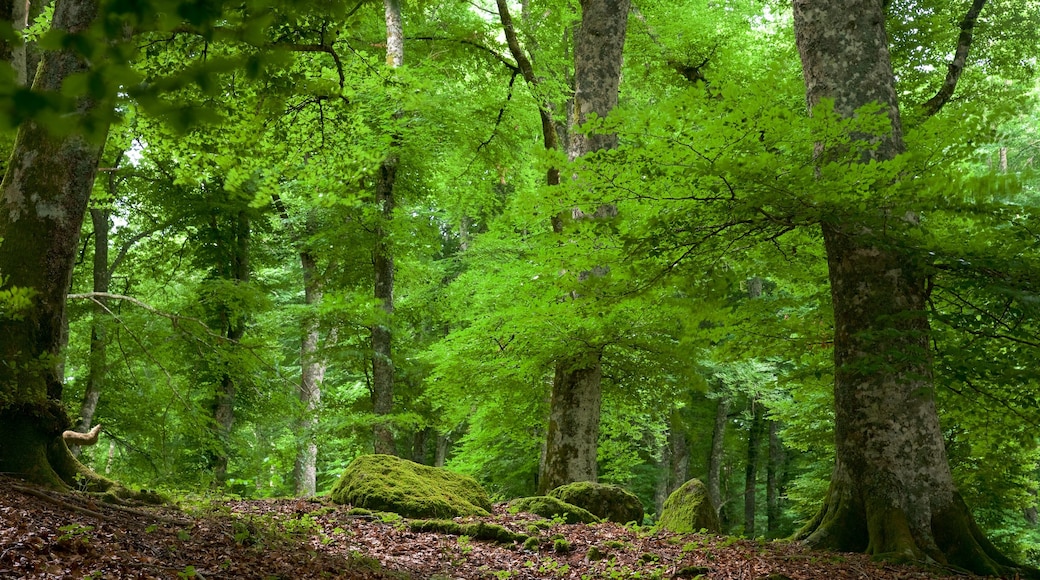 Soriano nel Cimino que incluye imágenes de bosques