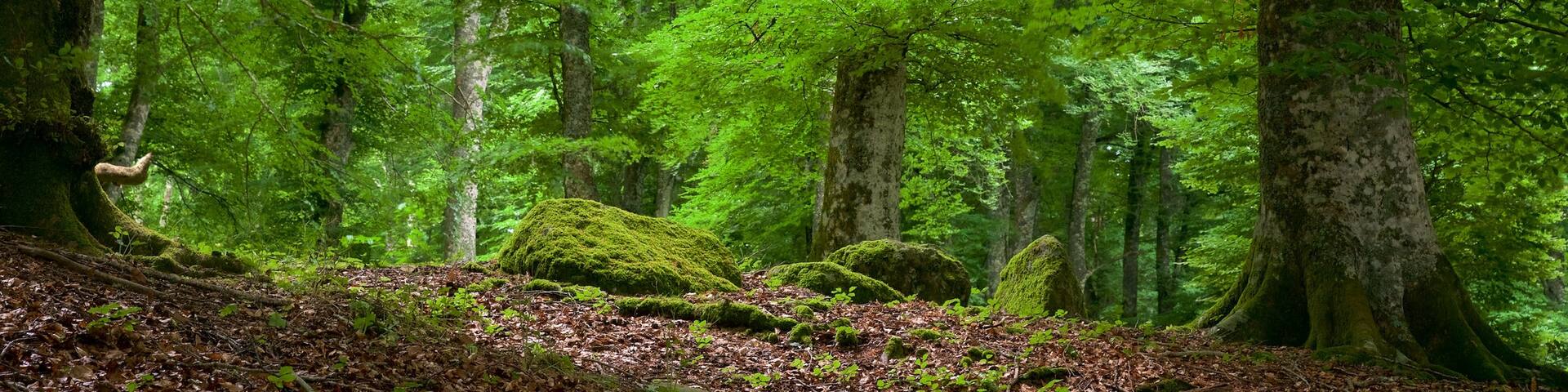 Soriano nel Cimino mit einem Waldmotive