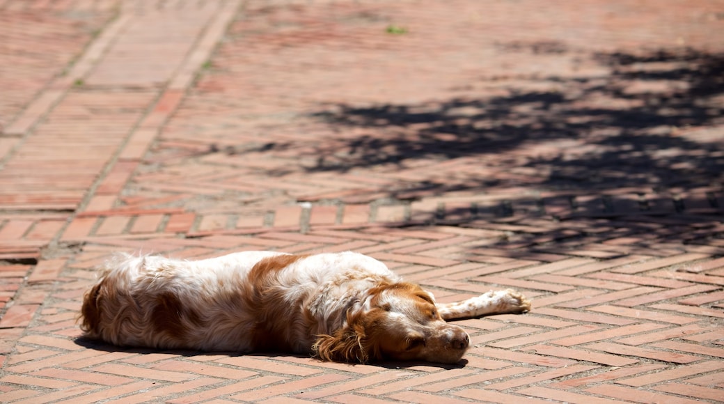 Sovana mettant en vedette animaux domestiques ou inoffensifs