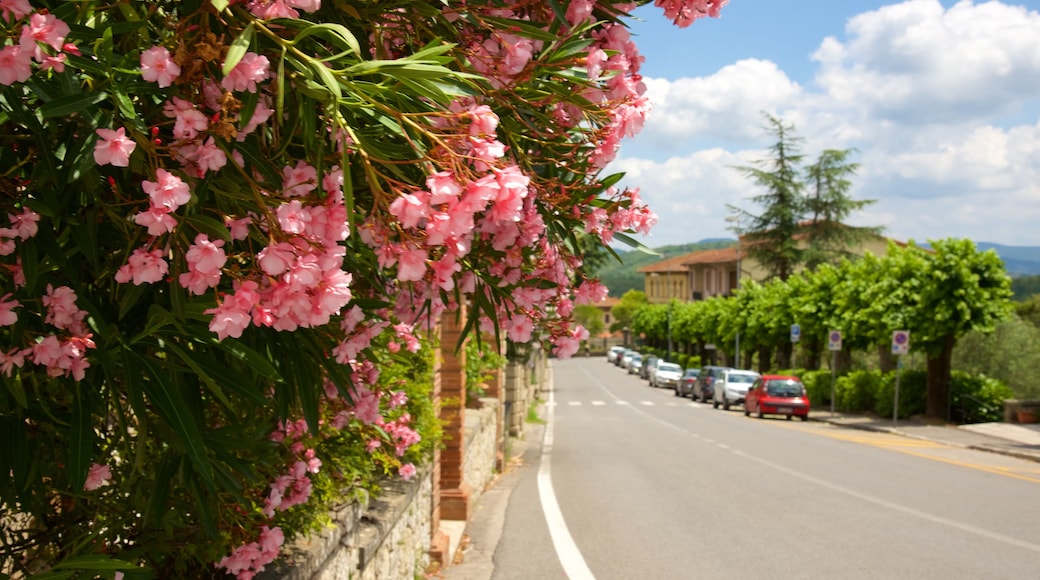 Radda in Chianti welches beinhaltet Blumen