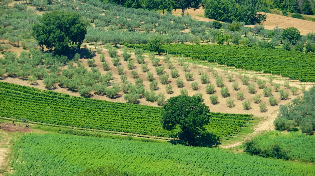 Umbria featuring farmland