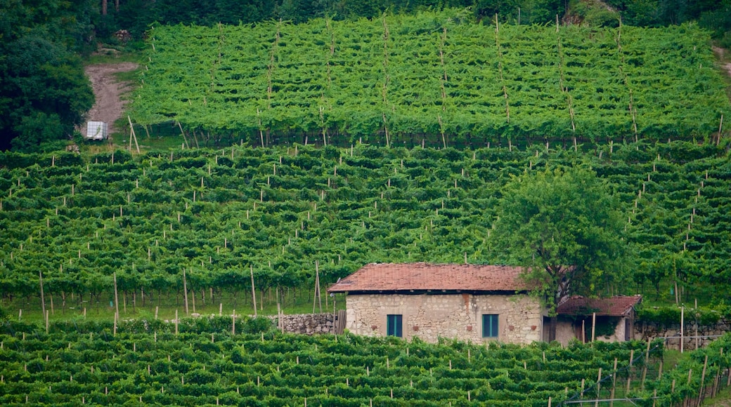 Trentino mostrando fazenda
