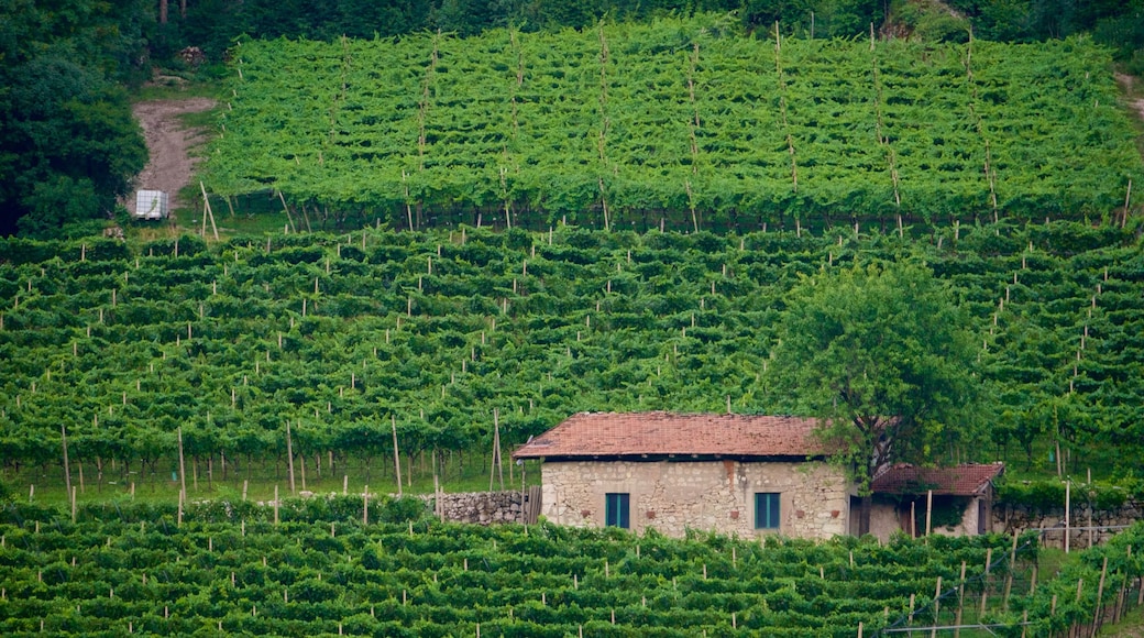 Trentino featuring farmland