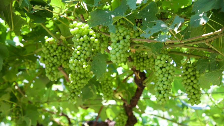 Trentino Alto Adige mostrando cibo