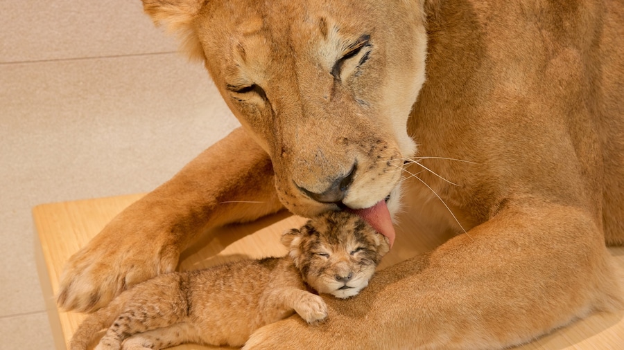 Museo Tridentino di Scienze Naturali mostrando animales peligrosos