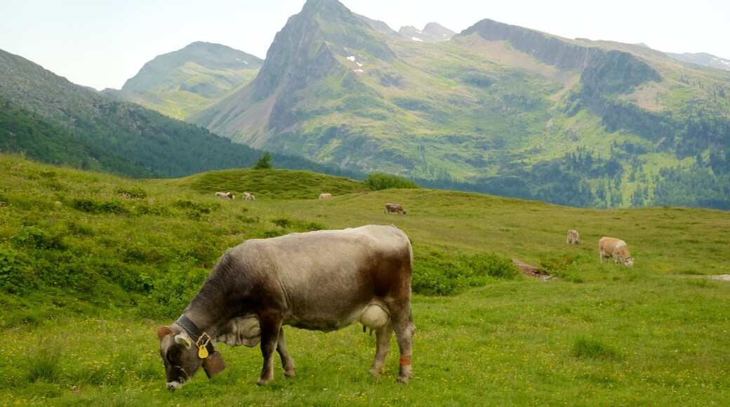 Passo Rolle featuring land animals