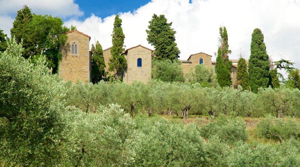 Cortona showing farmland