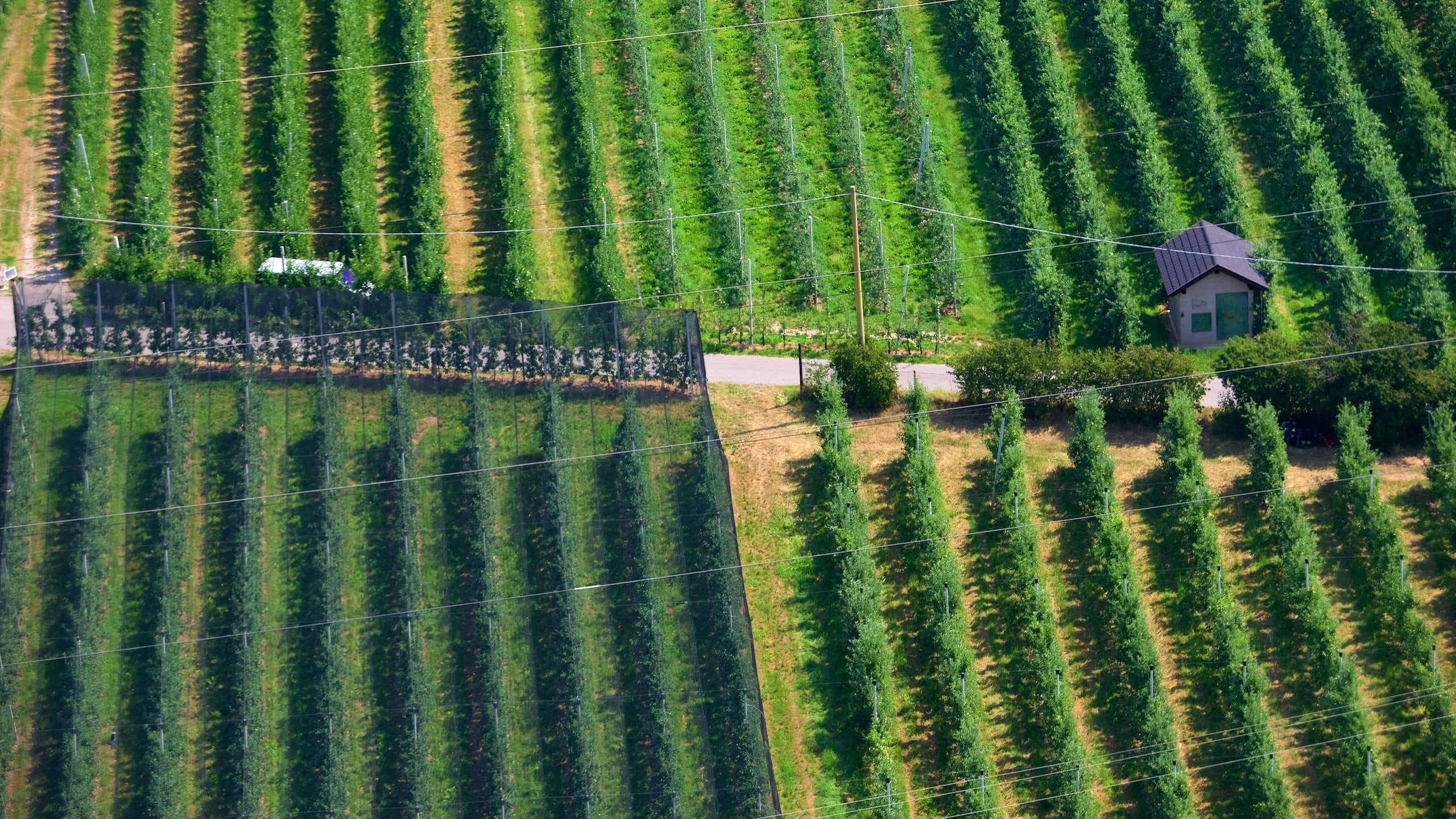 Bolzano showing farmland