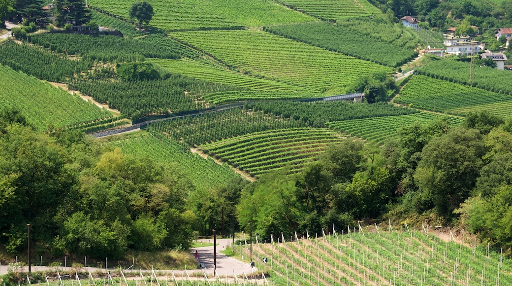 Bolzano che include terreno coltivato