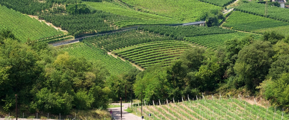 Bolzano que incluye tierras de cultivo