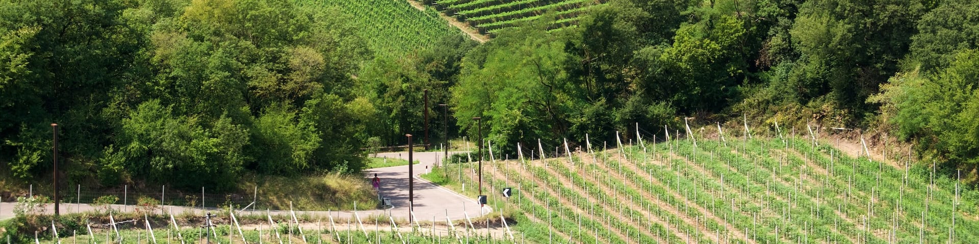 Bolzano which includes farmland