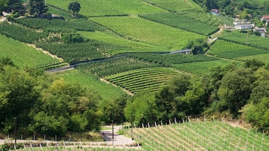 Bolzano showing farmland