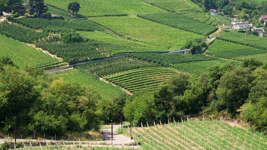 Bolzano que incluye tierras de cultivo