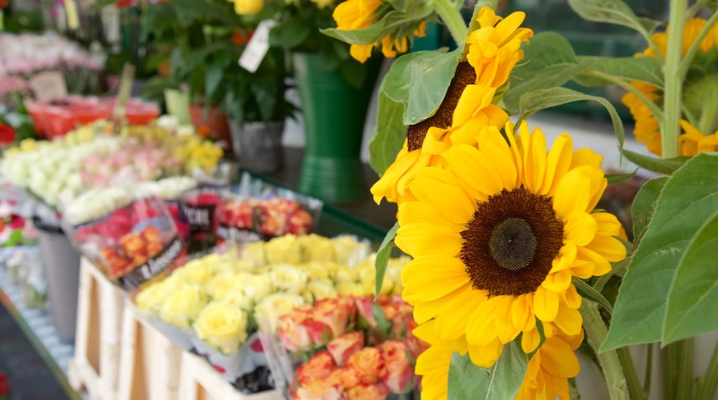 Bolzano showing markets and flowers