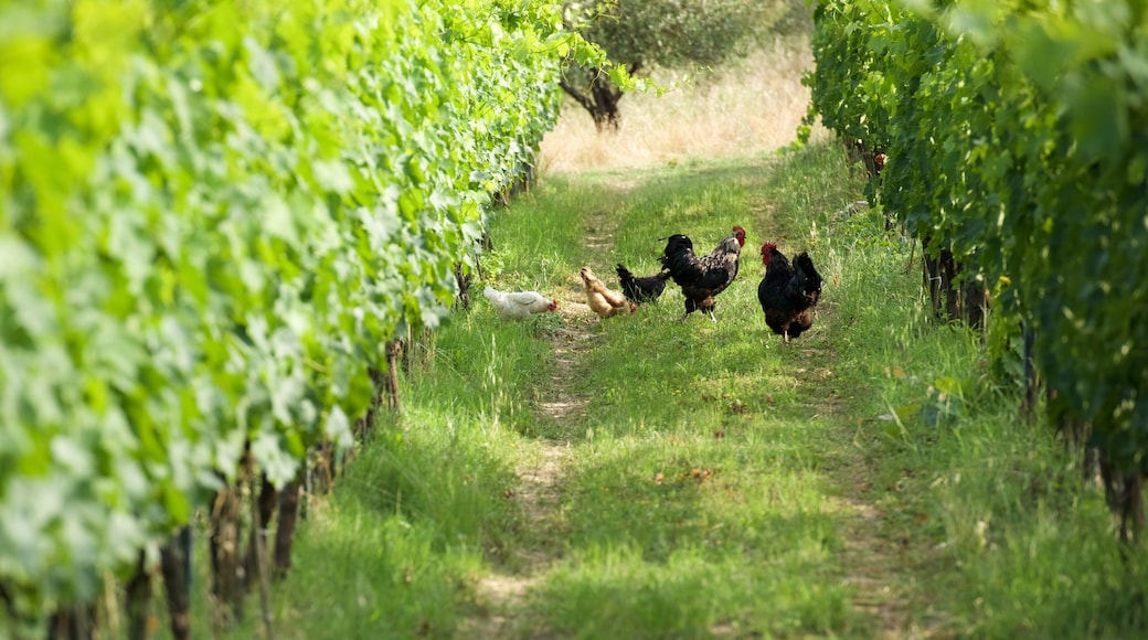 Castellina in Chianti que incluye tierra de cultivo y animales