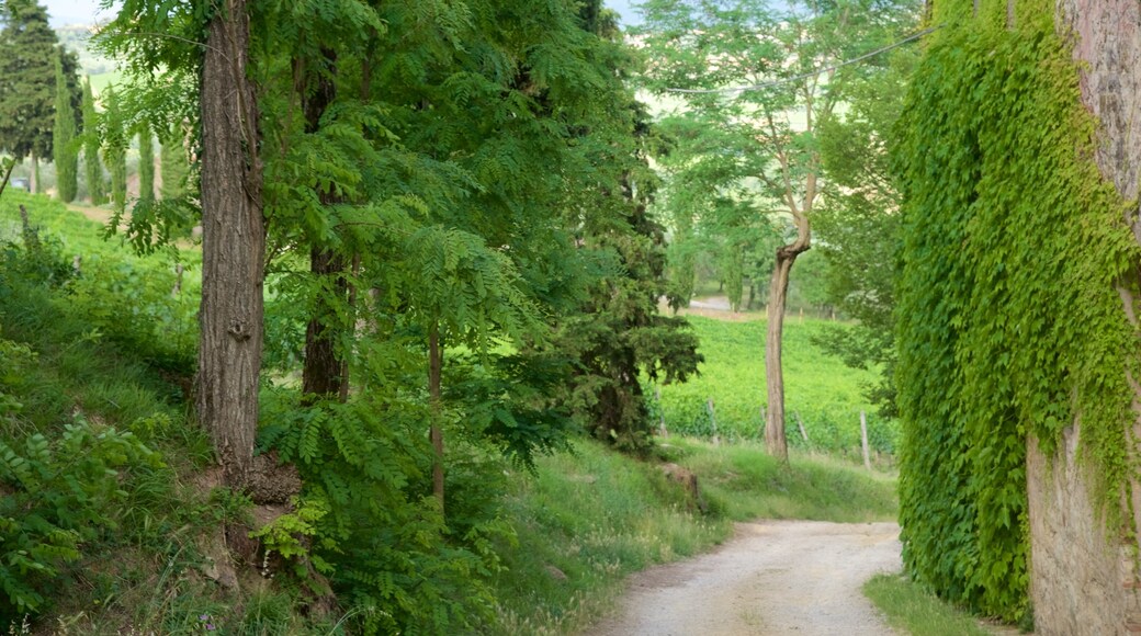 Castellina in Chianti showing a park