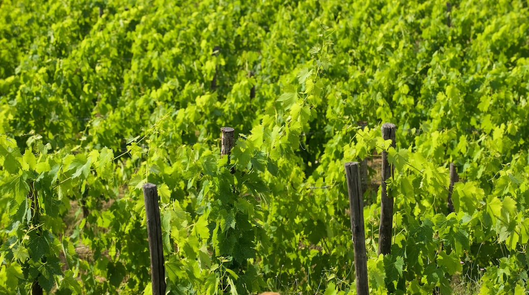 Panzano in Chianti featuring farmland