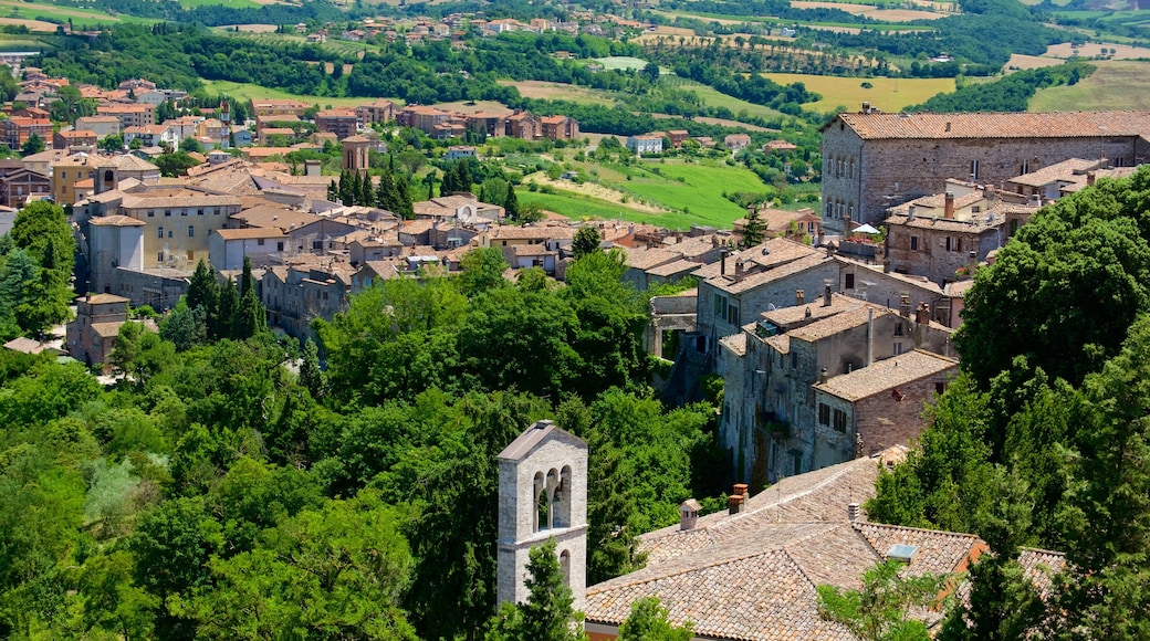 Todi