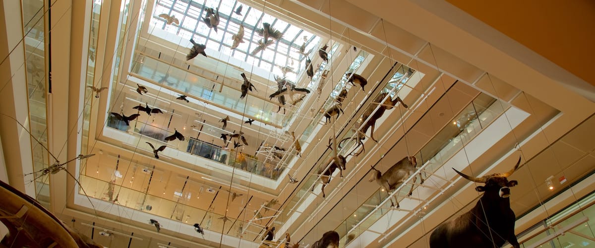 Museo Tridentino di Scienze Naturali showing art and interior views
