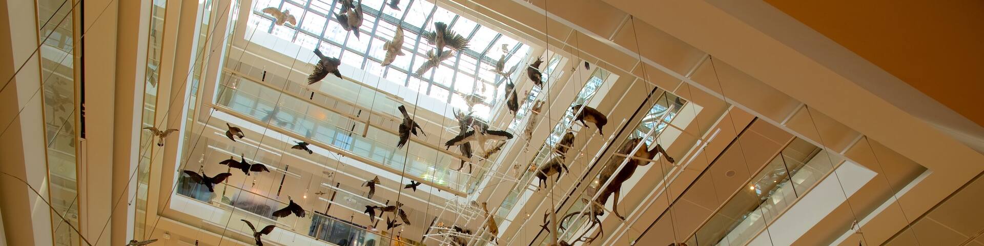 Museo Tridentino di Scienze Naturali showing art and interior views