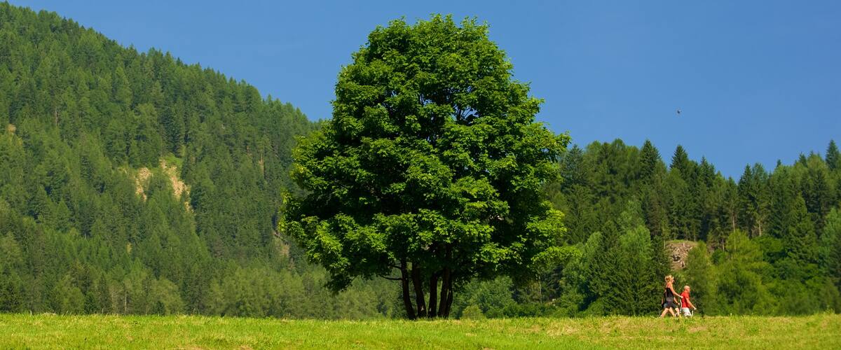 Moena welches beinhaltet Landschaften und Waldmotive