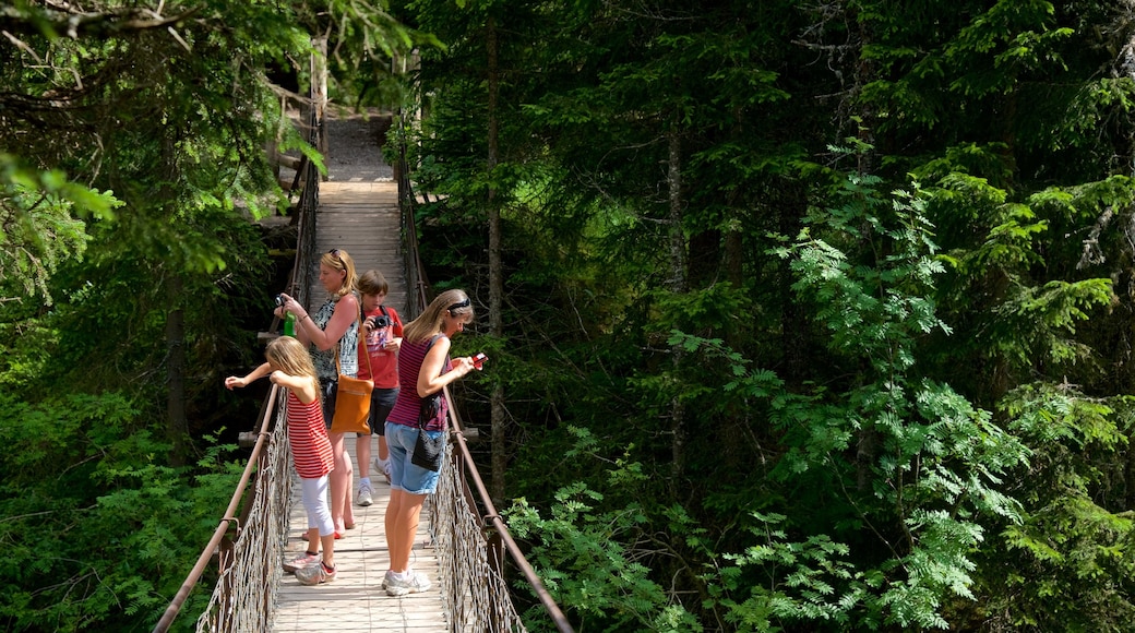 Trentino mostrando bosques y un puente y también un pequeño grupo de personas