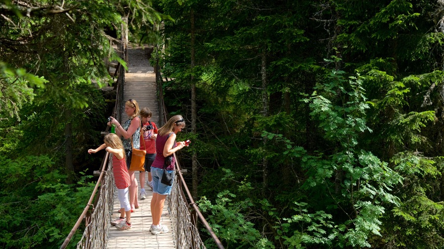 Trentino mostrando bosques y un puente y también un pequeño grupo de personas
