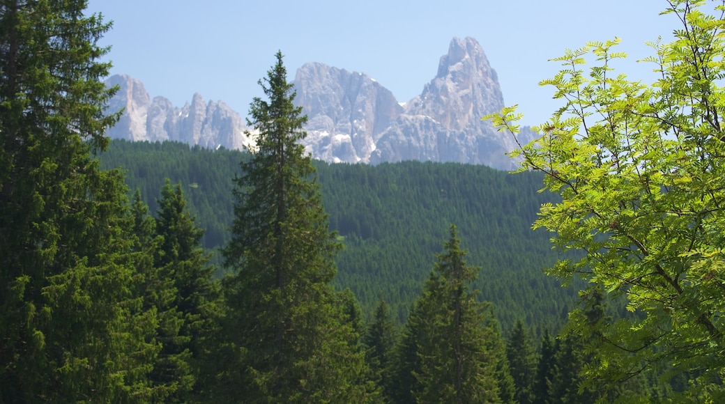 Trentino som inkluderar skogslandskap, landskap och berg