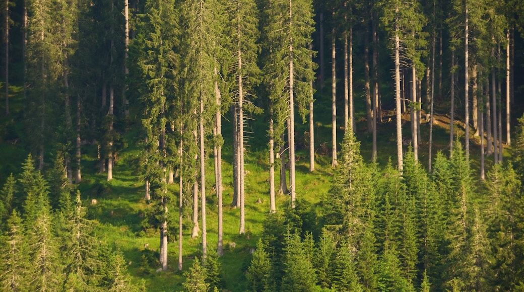 Trentino which includes forest scenes