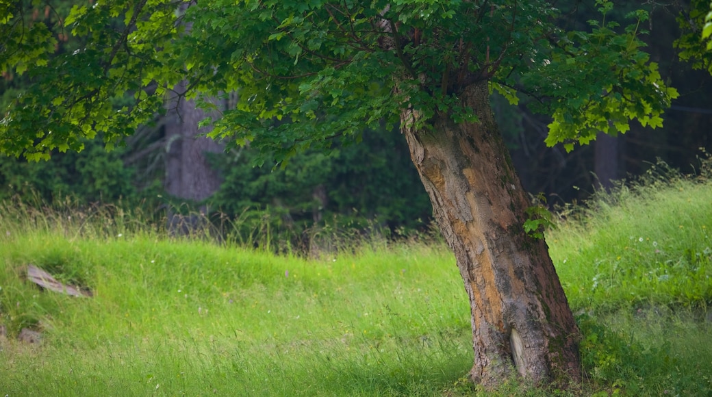 Trentino das einen Park und Waldmotive