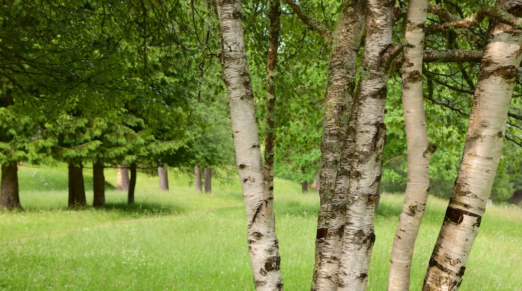 Trentino which includes forests