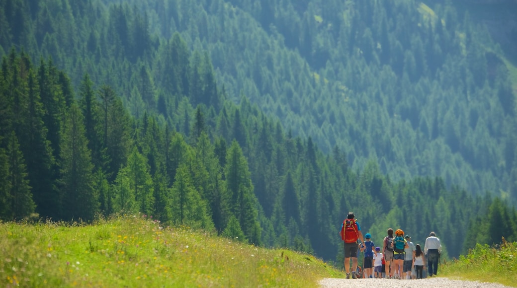 Trentino som viser skove og vandring eller gåture såvel som en lille gruppe mennesker