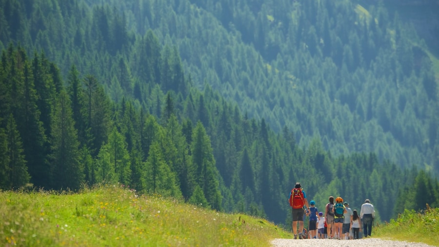 Trentino featuring forest scenes and hiking or walking as well as a small group of people