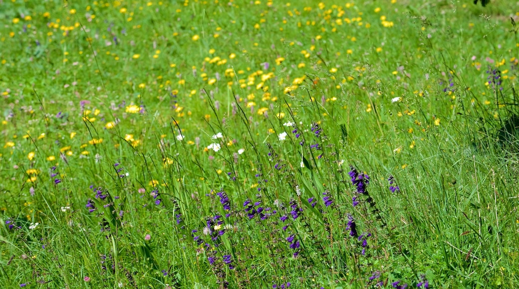 Trentino som visar blommor