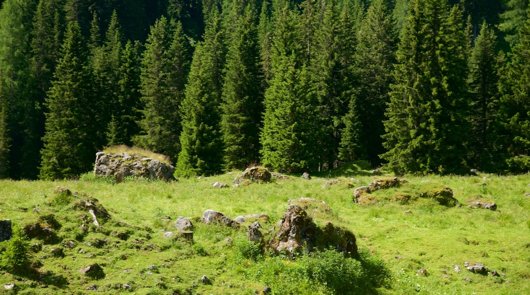 Trentino caracterizando florestas