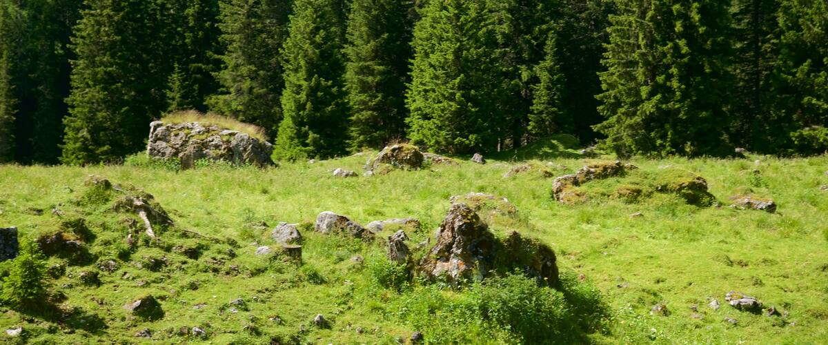 Trentino featuring forests