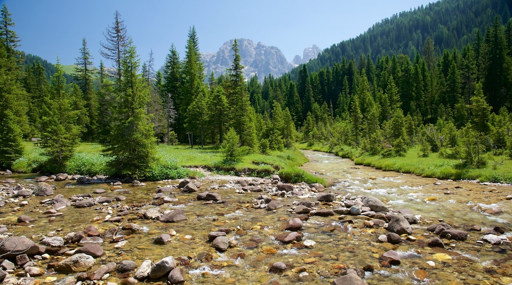 Trentino showing forest scenes