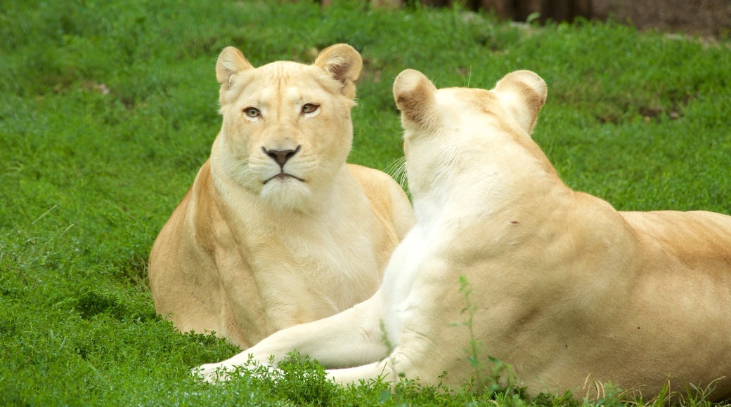 Zoo de Belgrado mostrando animales terrestres y animales de zoológico