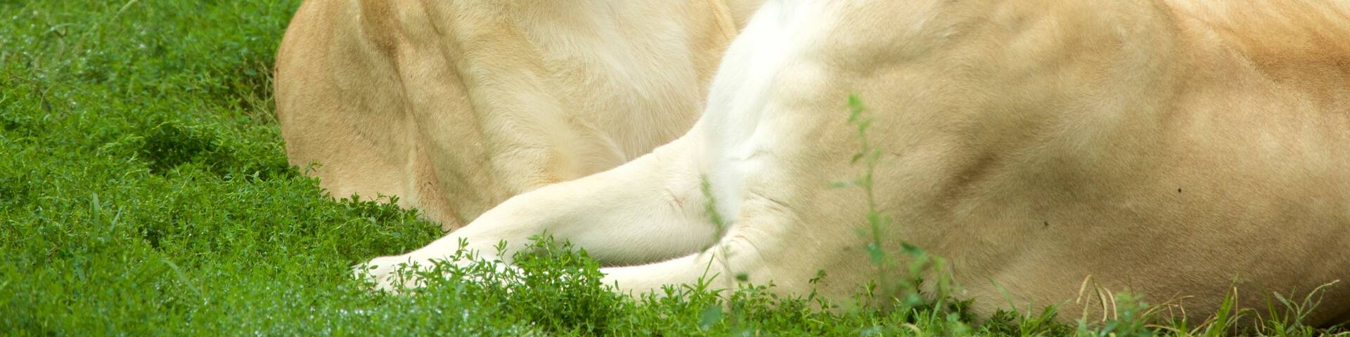 Belgrade Zoo featuring zoo animals and land animals