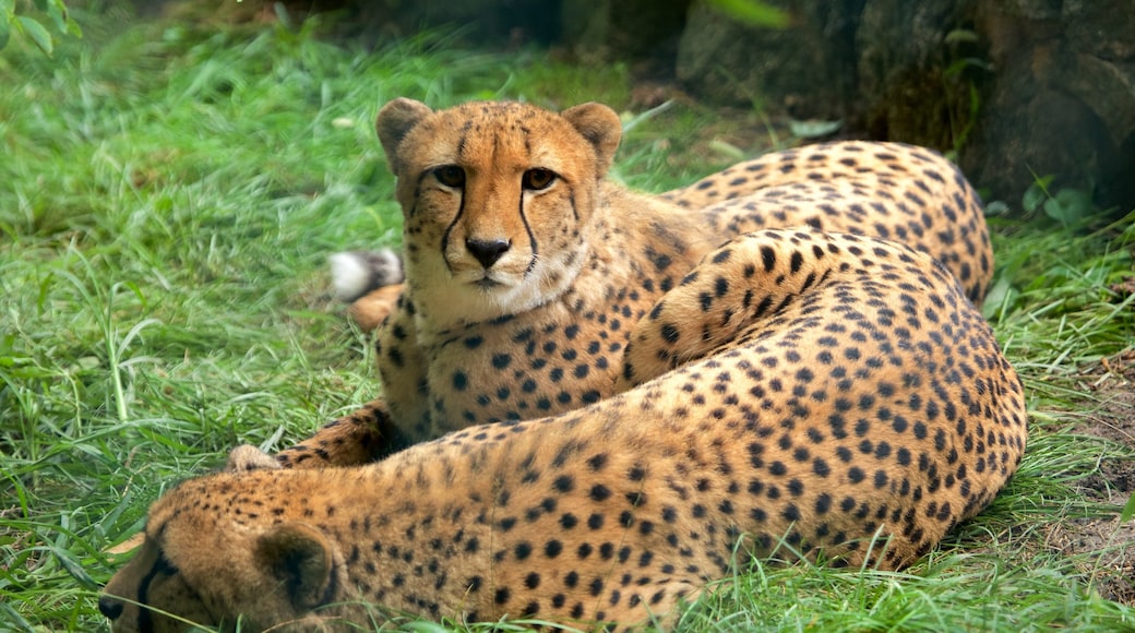 Belgrade Zoo showing land animals and dangerous animals