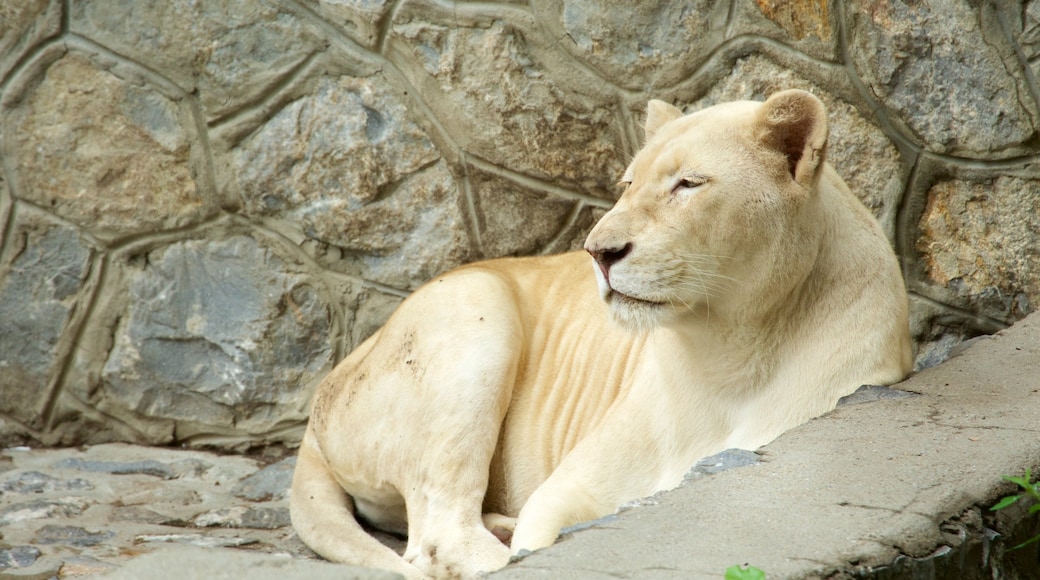 Belgrade Zoo showing dangerous animals, zoo animals and land animals