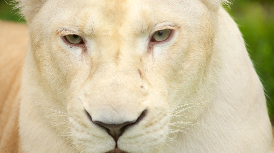 Zoológico de Belgrado que inclui animais de zoológico, animais perigosos e animais terrestres