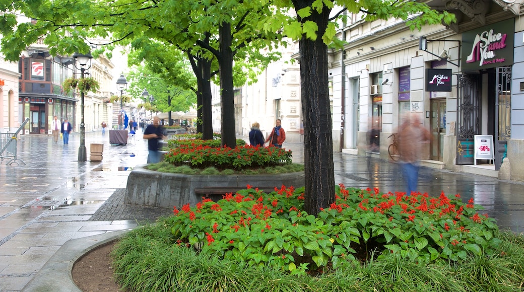 Calle Knez Mihailova mostrando una ciudad y imágenes de calles