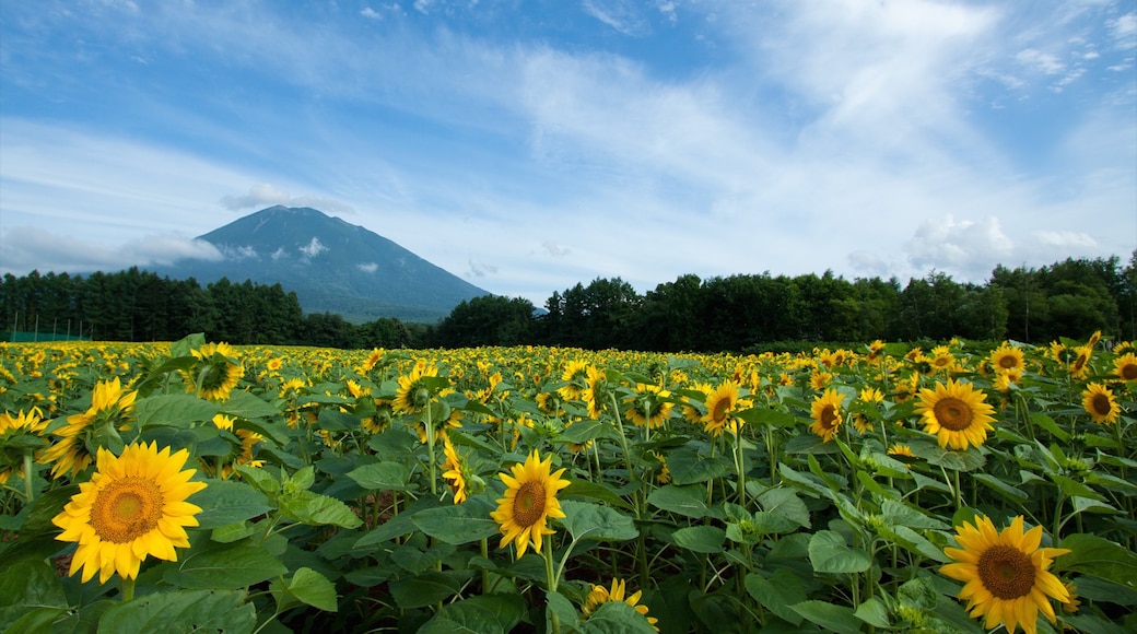 Foto aportada per Aaron Jamieson/Niseko Promotion Board