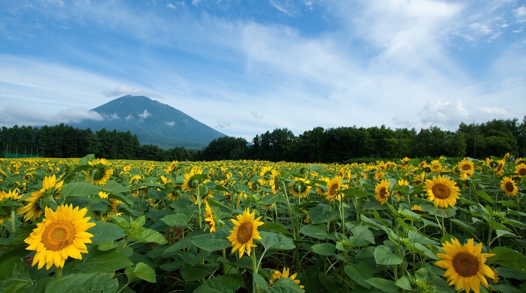 Foto disediakan oleh Aaron Jamieson/Niseko Promotion Board