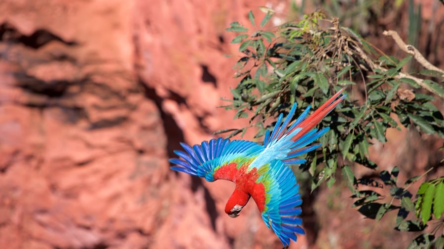 Bonito showing bird life