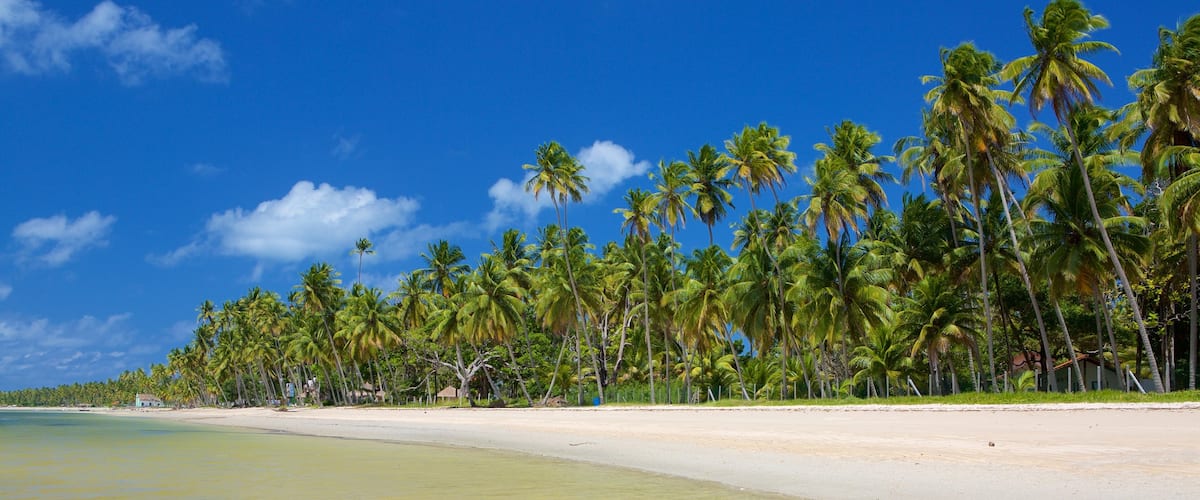 Tamandare which includes a sandy beach and tropical scenes